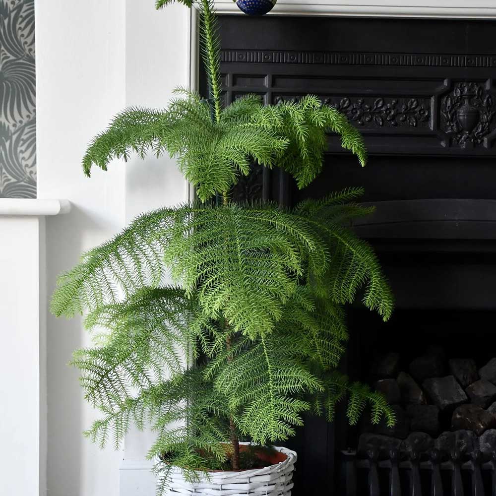 Brad de Camera (Araucaria Heterophylla) - 90 cm