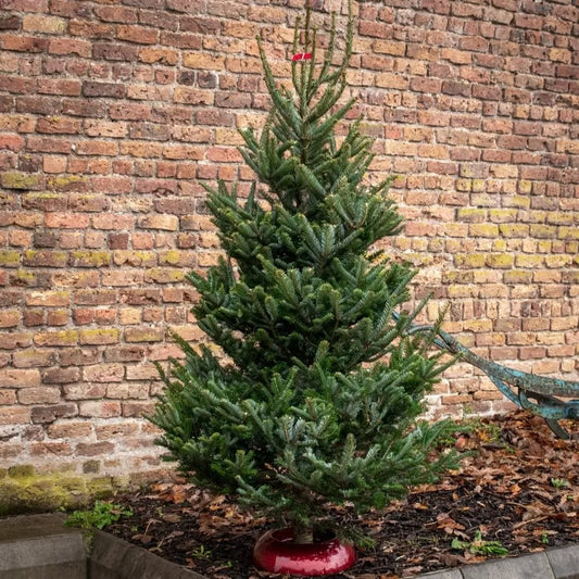 Brad de Craciun Nordmann (Abies Nordmanniana)
