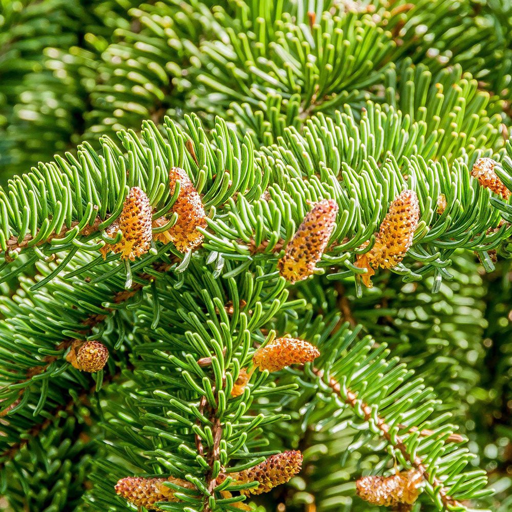 Brad de Craciun Nordmann (Abies Nordmanniana)