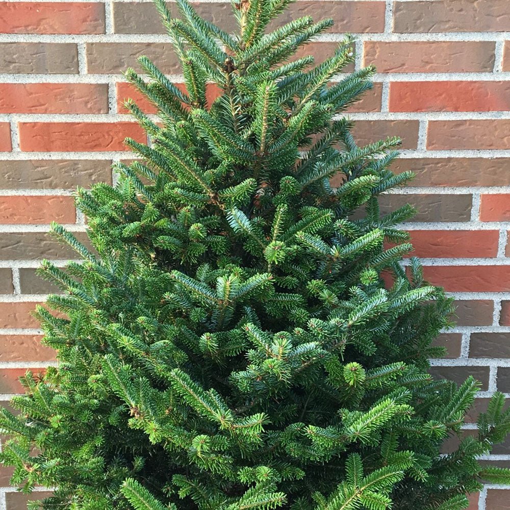 Brad de Craciun Nordmann (Abies Nordmanniana)