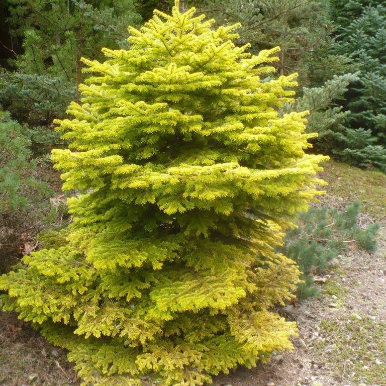 Brad Nordmann  Auriu Golden Spreader (Abies Nordmanniana aurea)