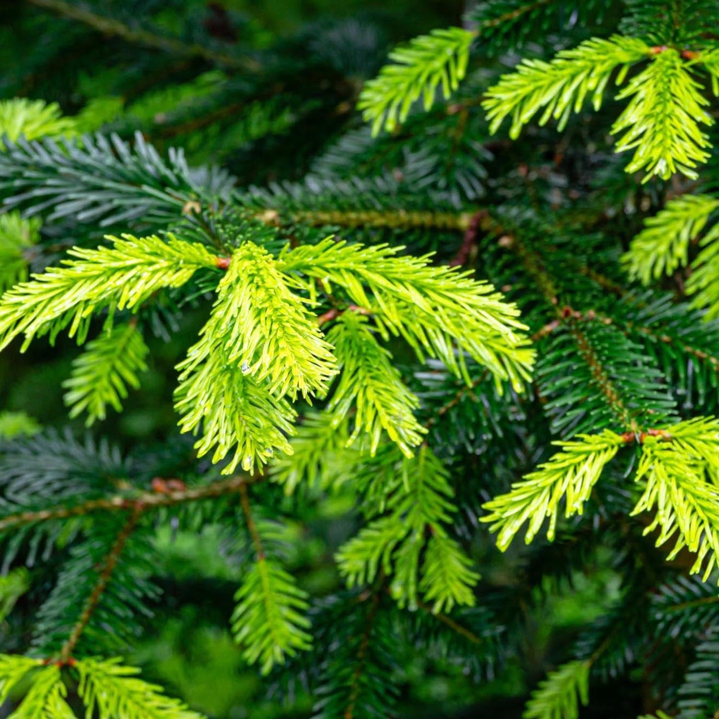 Brad de Craciun Nordmann (Abies Nordmanniana)