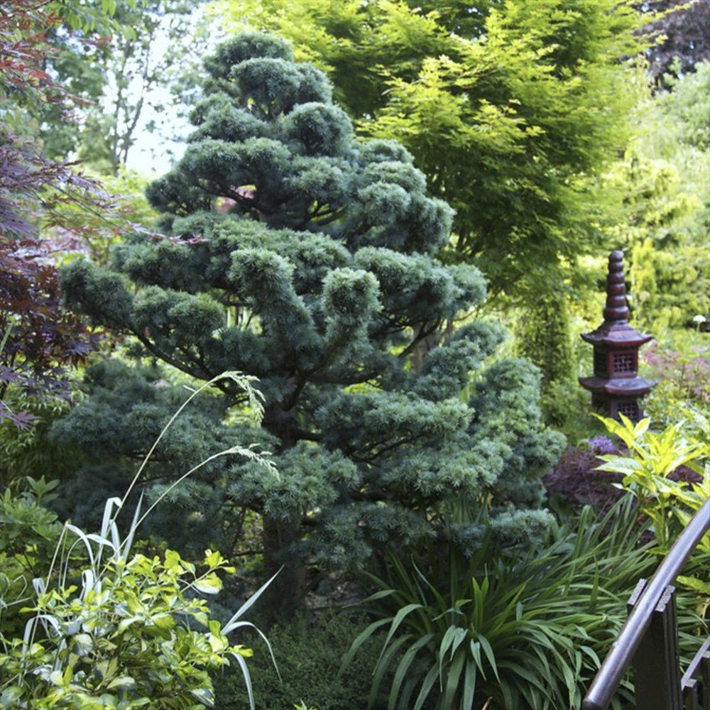 Cedru albastru Glauca Atlantica