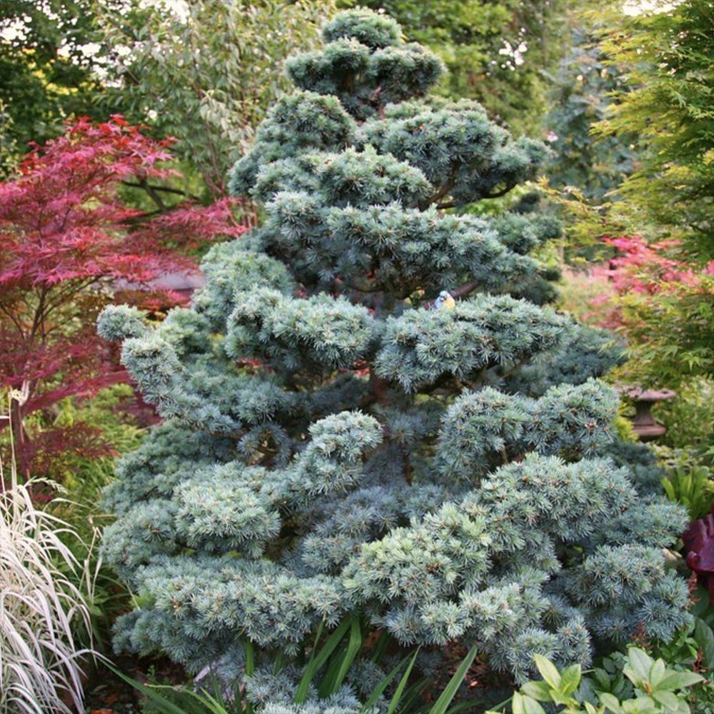 Cedru albastru Glauca Atlantica