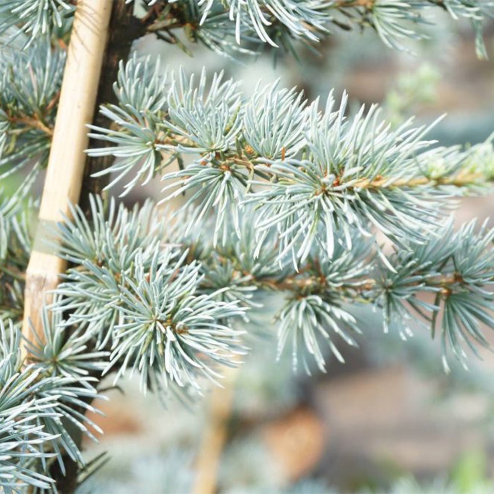 Cedru albastru Glauca Atlantica