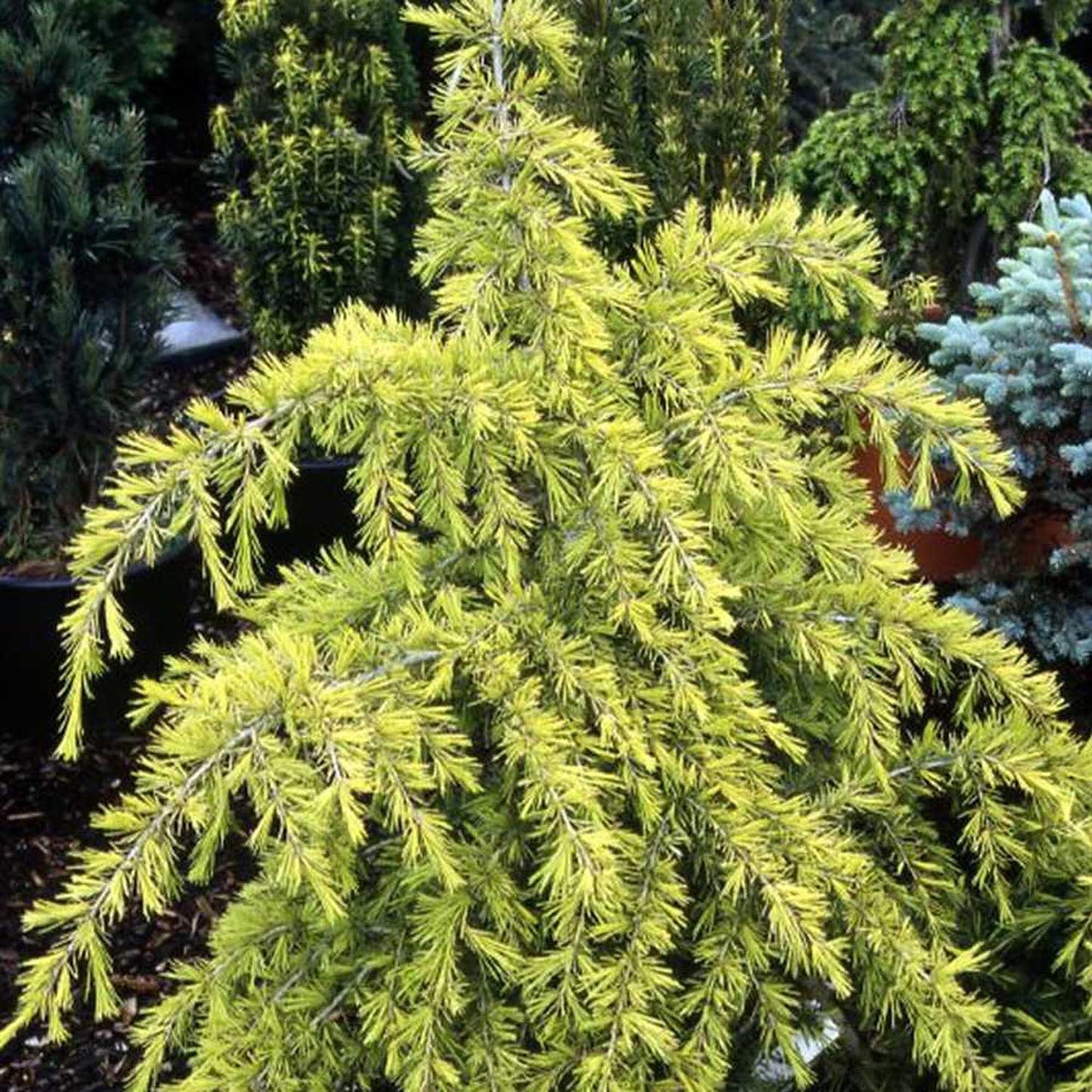 Cedru auriu Golden Horizon