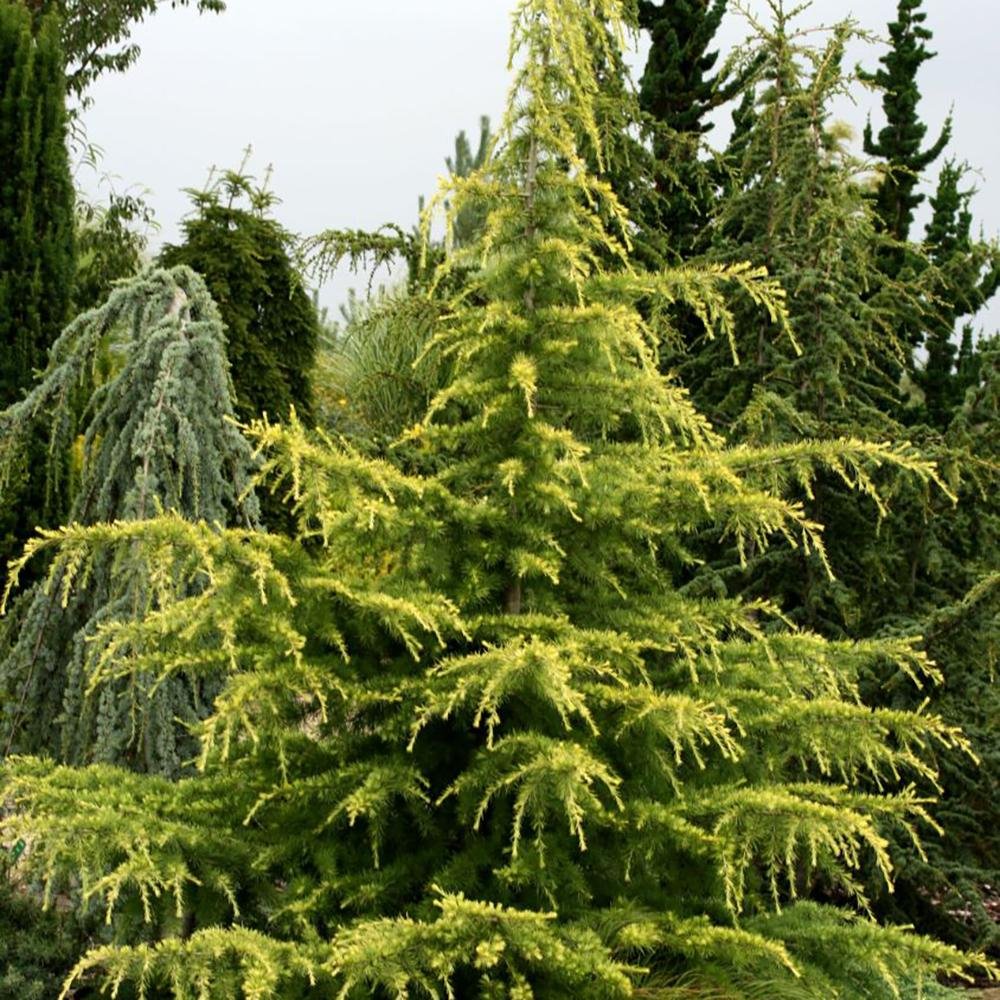 Cedru auriu Golden Horizon