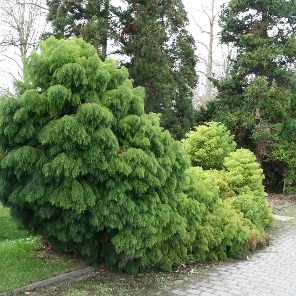 Cedru Japonez (Cryptomeria) Elegans Viridis
