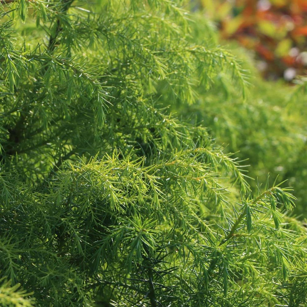 Cedru Japonez (Cryptomeria) Elegans Viridis