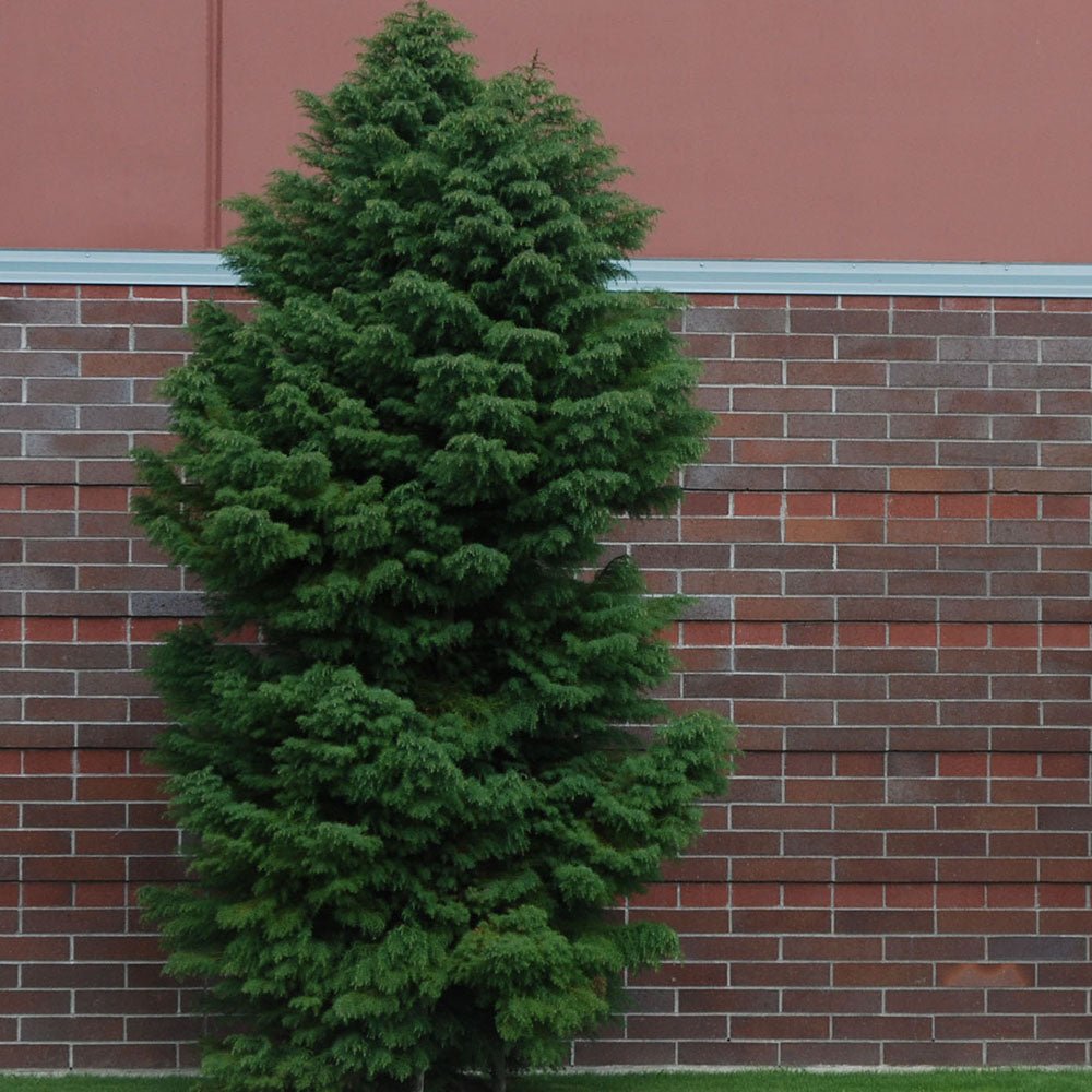 Cedru Japonez (Cryptomeria) Elegans Viridis