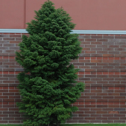 Cedru Japonez (Cryptomeria) Elegans Viridis