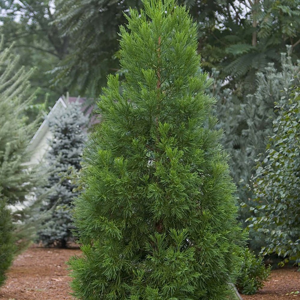Cedru Japonez Kitayama (Cryptomeria)