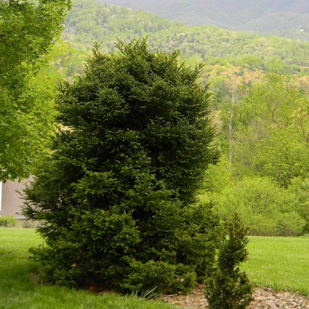 Cedru Japonez Kitayama (Cryptomeria)
