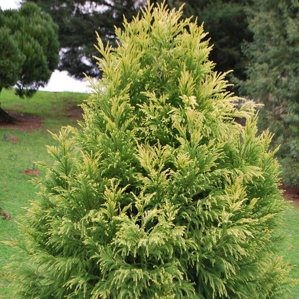 Cedru Japonez Auriu Elegans Sekkan