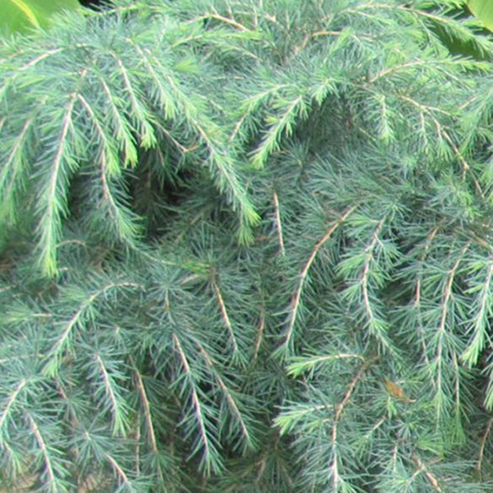 Cedru albastru de Himalaya Feelin' Blue (Cedrus Deodara)