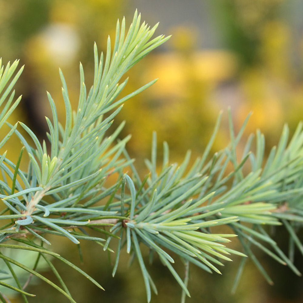 Cedru albastru de Himalaya Feelin' Blue (Cedrus Deodara)