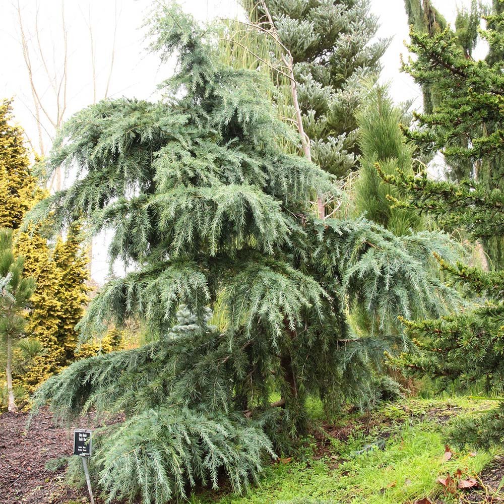 Cedru albastru de Himalaya Feelin' Blue (Cedrus Deodara)