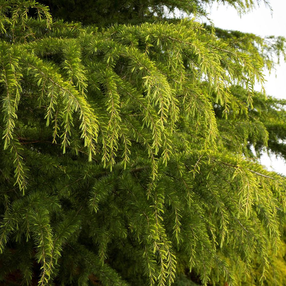 Cedru de Himalaya (Cedrus Deodara)
