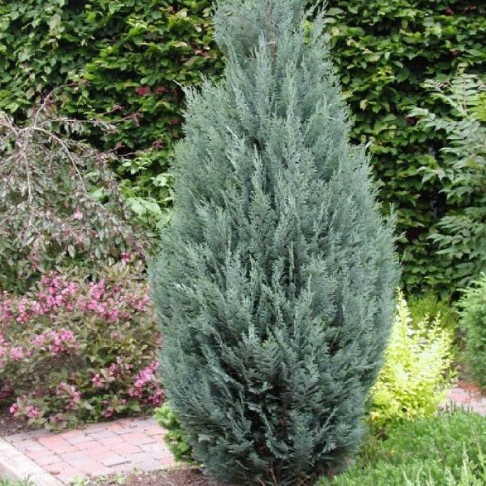 Chiparos Columnaris verde-albastru, gard viu vesnic verde