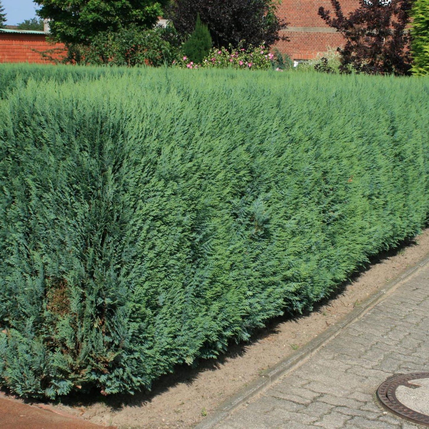 Chiparos Columnaris verde-albastru, gard viu vesnic verde