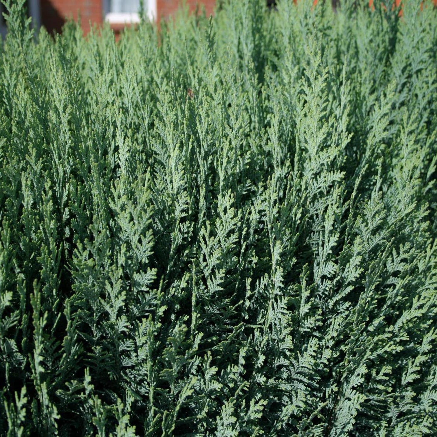 Chiparos Columnaris verde-albastru, gard viu vesnic verde