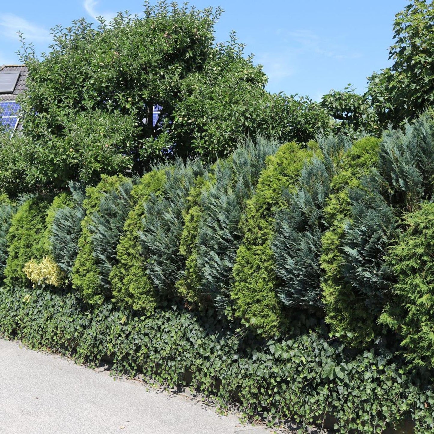 Chiparos Columnaris verde-albastru, gard viu vesnic verde