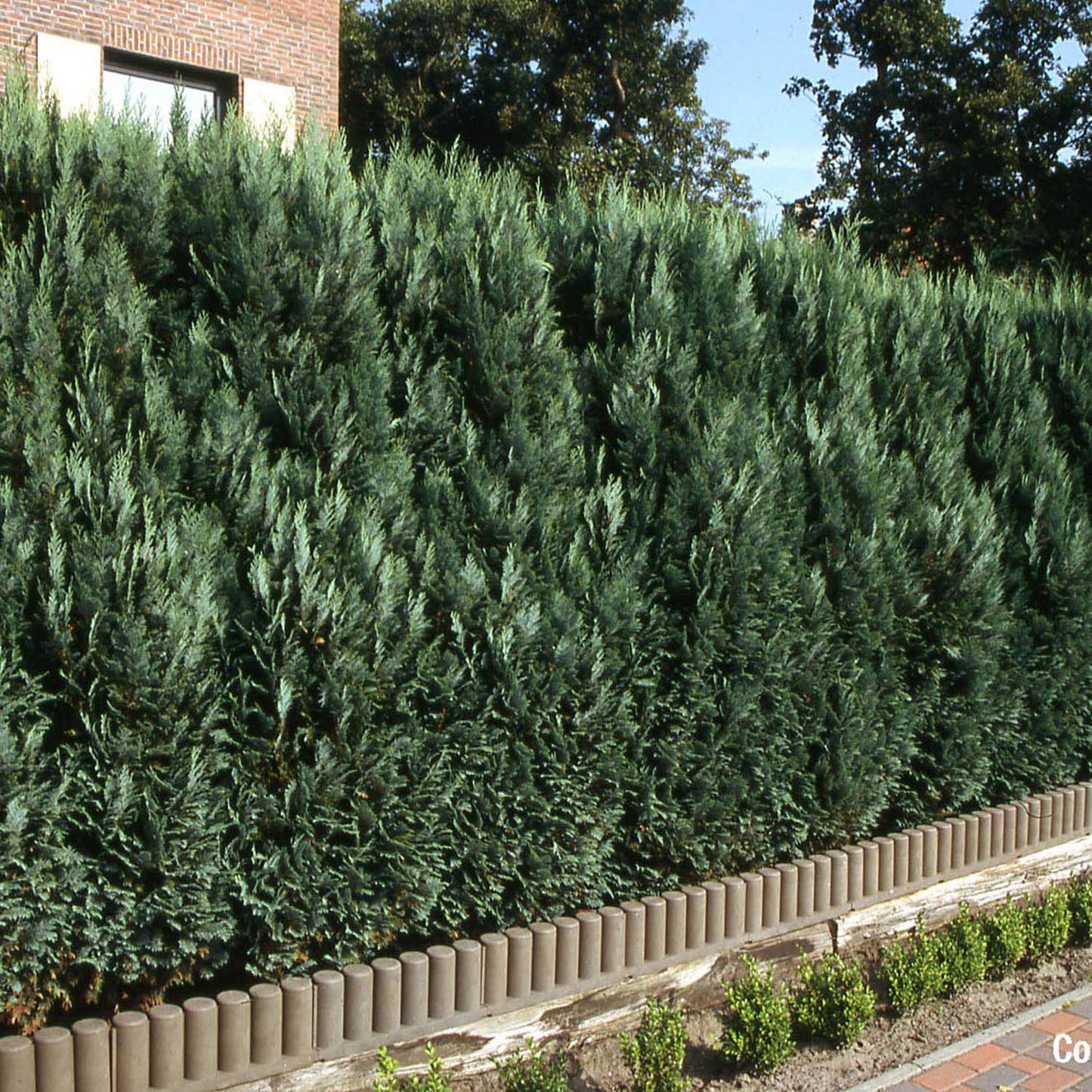 Chiparos Columnaris verde-albastru, gard viu vesnic verde