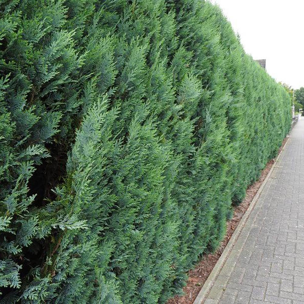 Chiparos Columnaris verde-albastru, gard viu vesnic verde