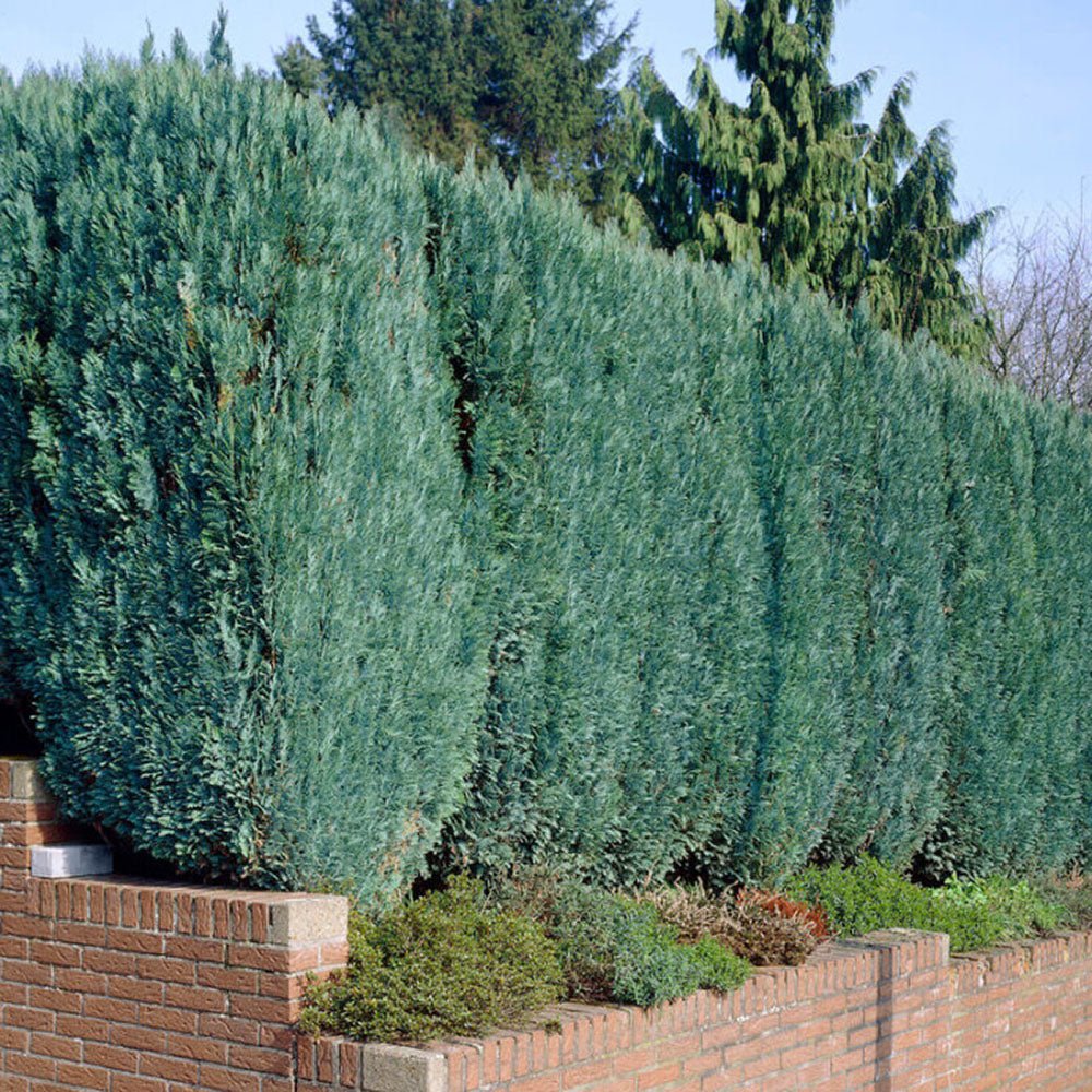 Chiparos Columnaris verde-albastru, gard viu vesnic verde