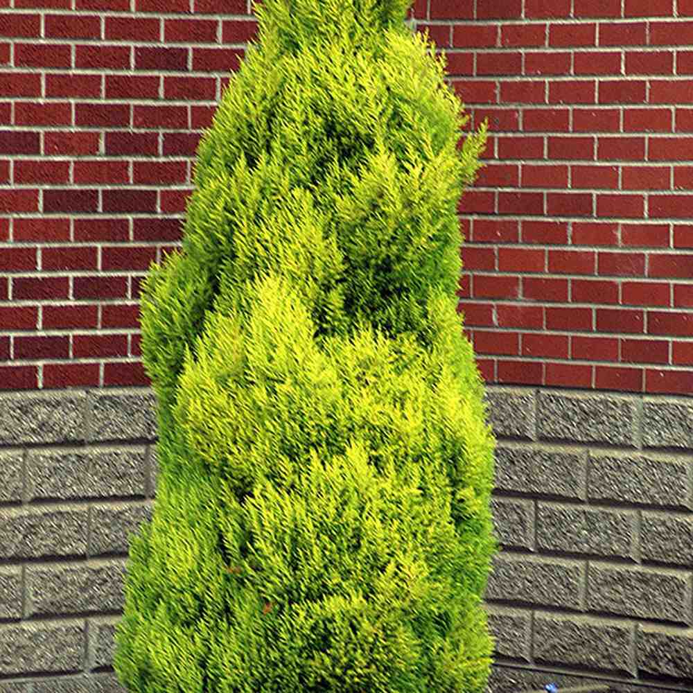 Chiparos de Lamaie Goldcrest Wilma, parfumat