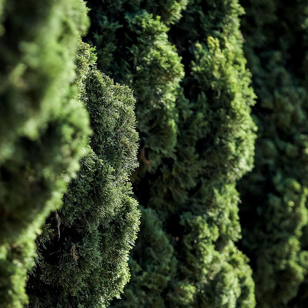 Chiparos Italian Columnar Totem, vesnic verde