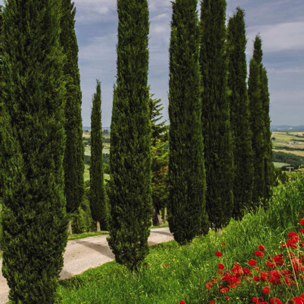 Chiparos Italian Columnar Totem, vesnic verde