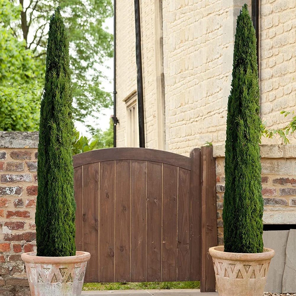 Chiparos Italian Columnar Totem, vesnic verde