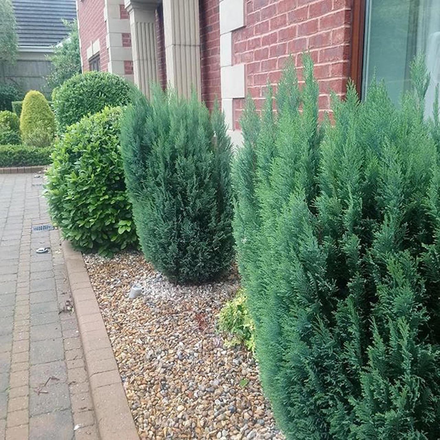 Chiparos Columnaris Ellwoodii gri-albastru, gard viu vesnic verde