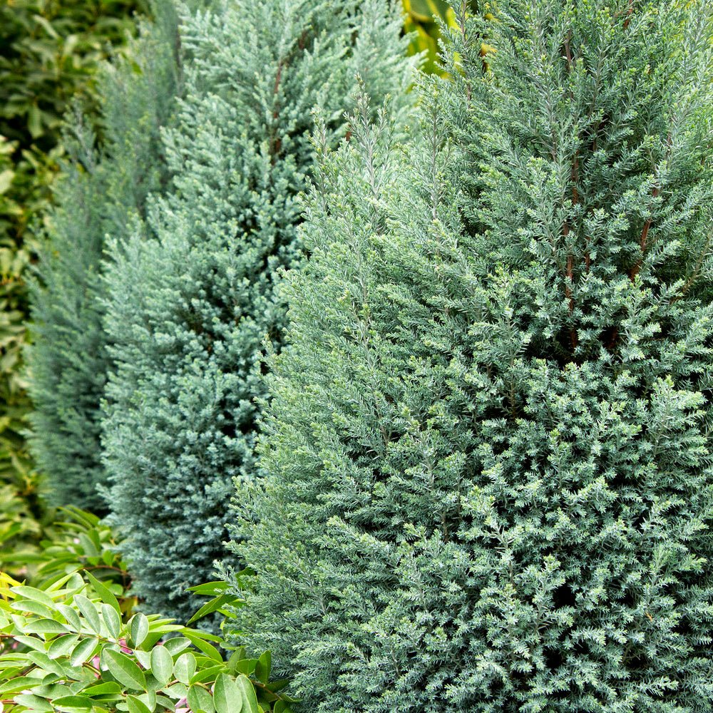 Chiparos Columnaris Ellwoodii gri-albastru, gard viu vesnic verde