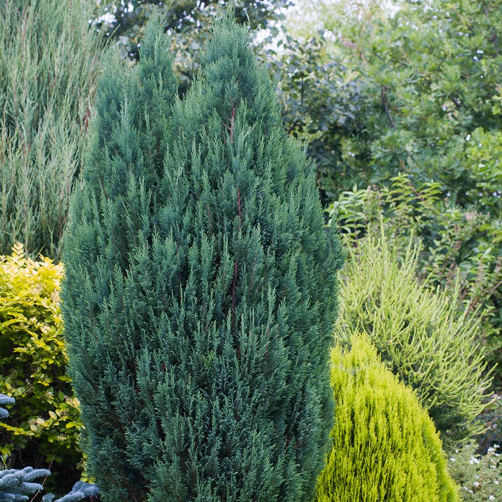 Chiparos Columnaris Ellwoodii gri-albastru, gard viu vesnic verde