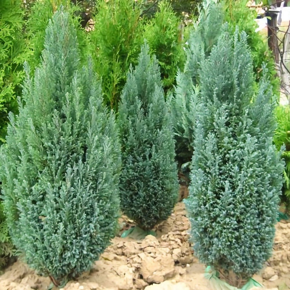 Chiparos Columnaris Ellwoodii gri-albastru, gard viu vesnic verde