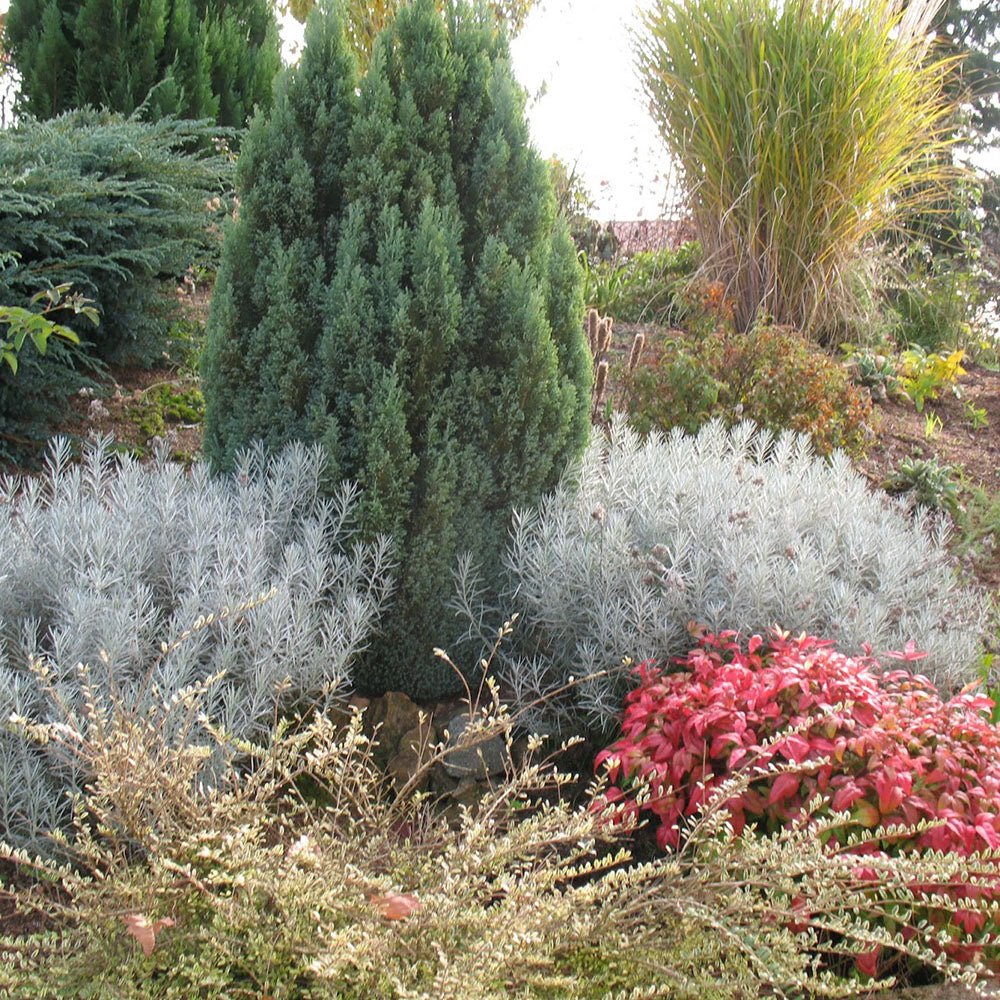 Chiparos Columnaris Ellwoodii gri-albastru, gard viu vesnic verde