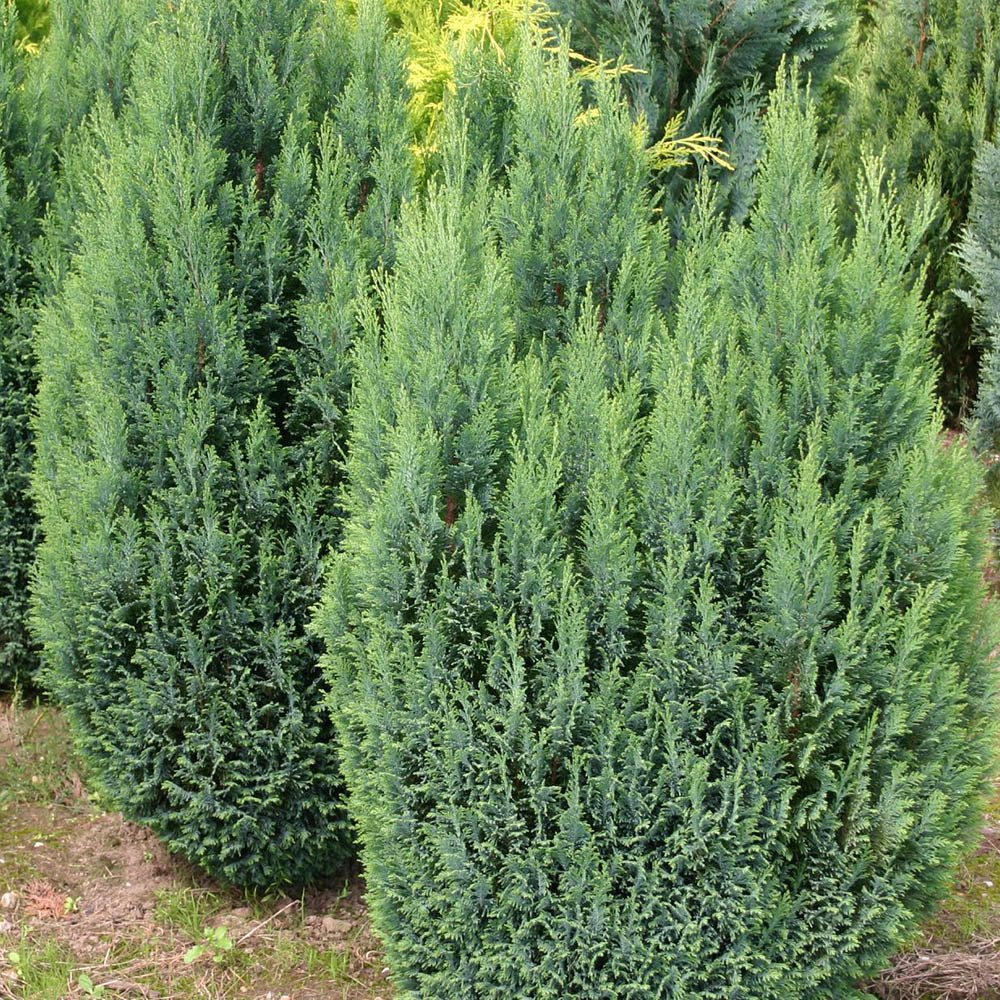 Chiparos Columnaris Ellwoodii gri-albastru, gard viu vesnic verde