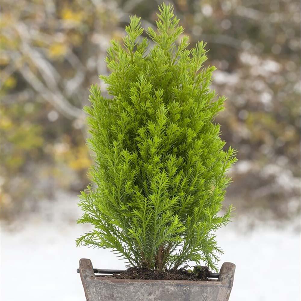 Chiparos auriu Ellwoods Gold