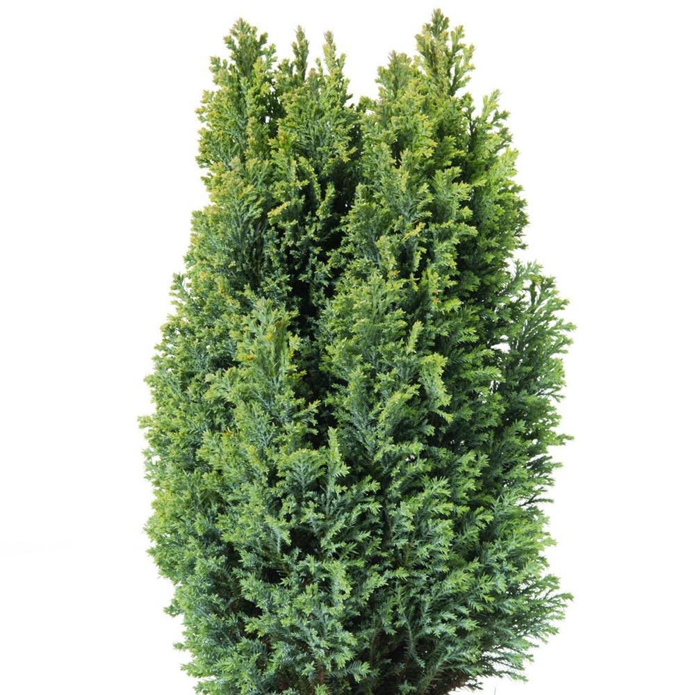 Chiparos Ellwood'S Pillar