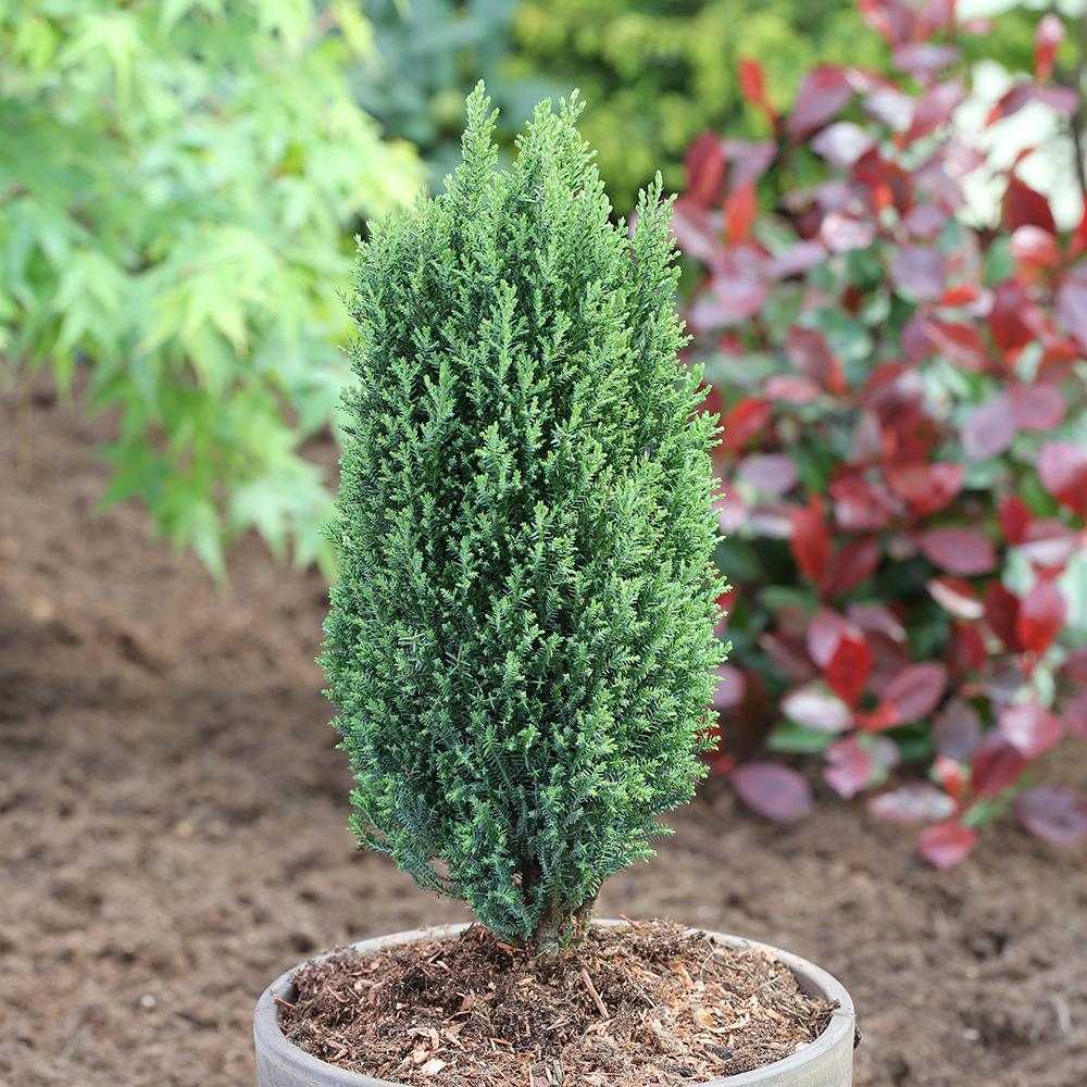 Chiparos Ellwood'S Pillar