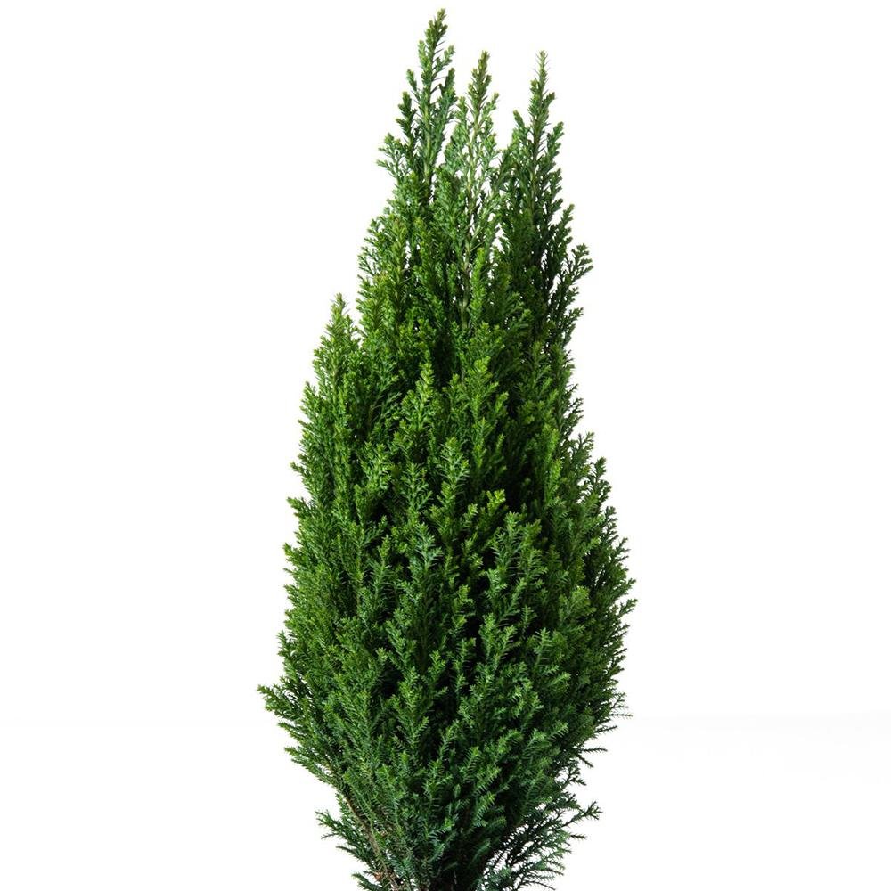 Chiparos Ellwood'S Pillar