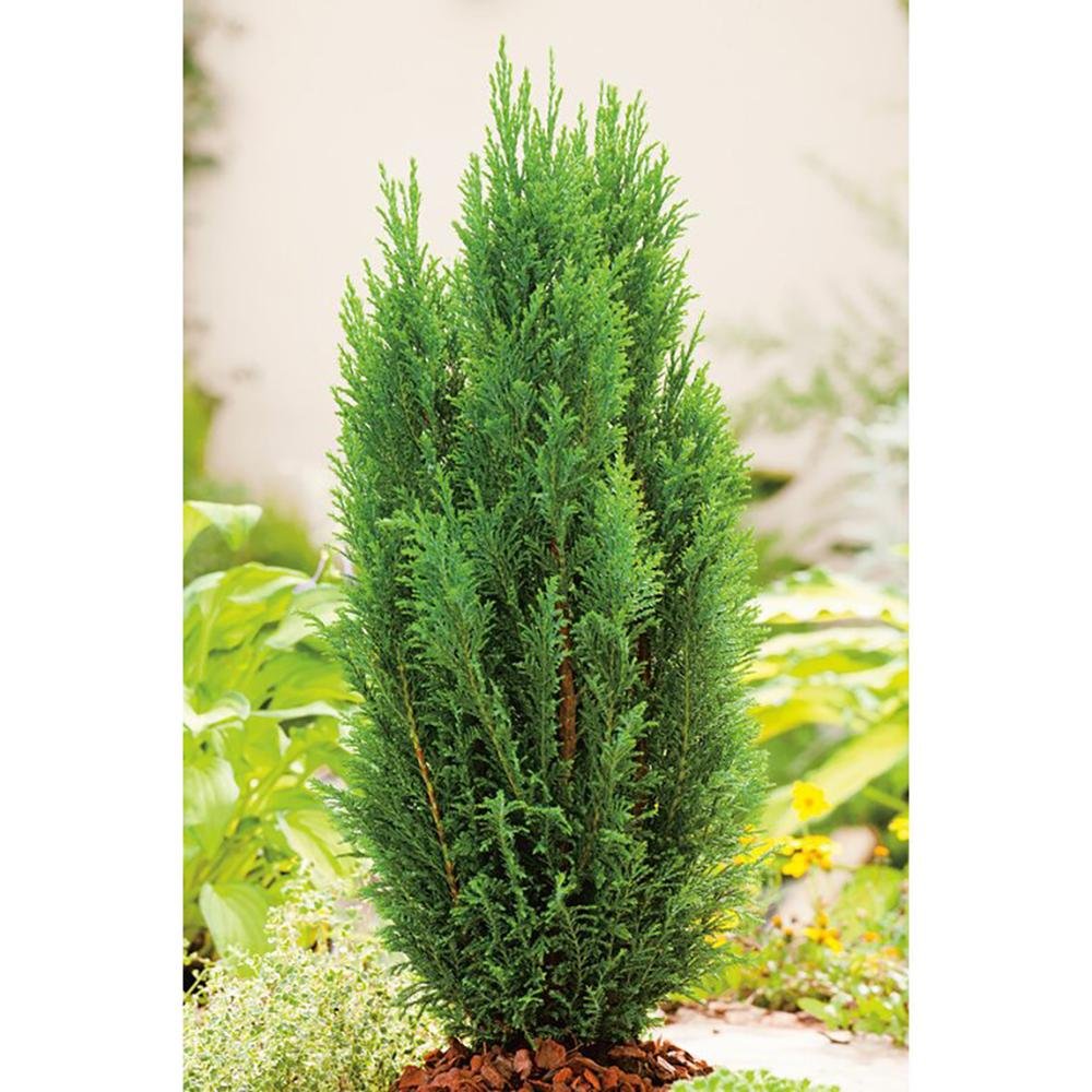 Chiparos Ellwood'S Pillar