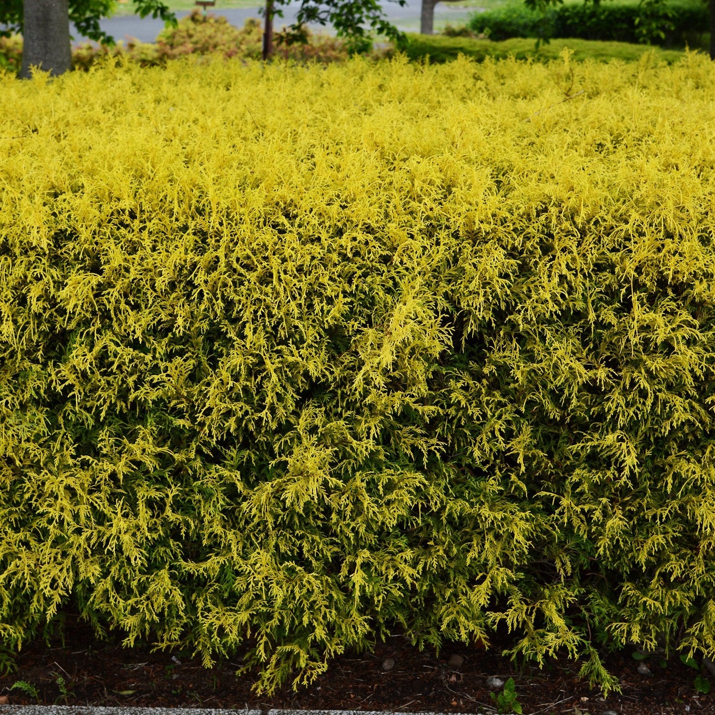 Chiparos Filifera Nana