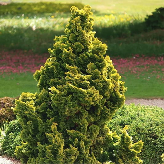 Chiparos Japonez auriu (Chamaecyparis Nana) Gracilis Aurea