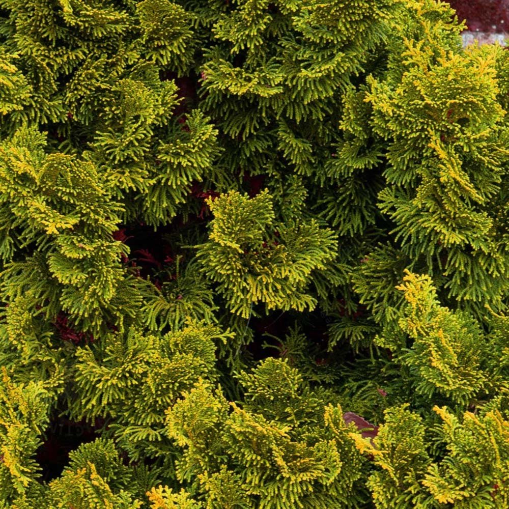 Chiparos Japonez auriu (Chamaecyparis Nana) Gracilis Aurea