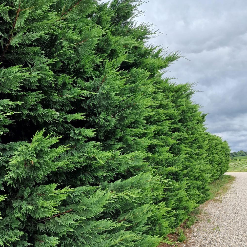 Chiparos Leylandii, gard viu vesnic verde