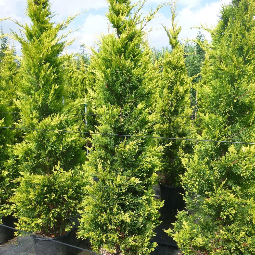 Chiparos Leylandii Aurea (Piramida)