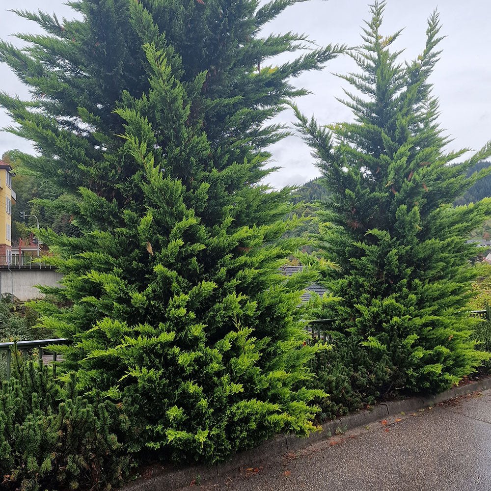 Chiparos Leylandii Castlewellan Gold, gard viu vesnic verde